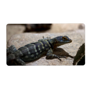 Etiqueta Petrosaurus thalassinus