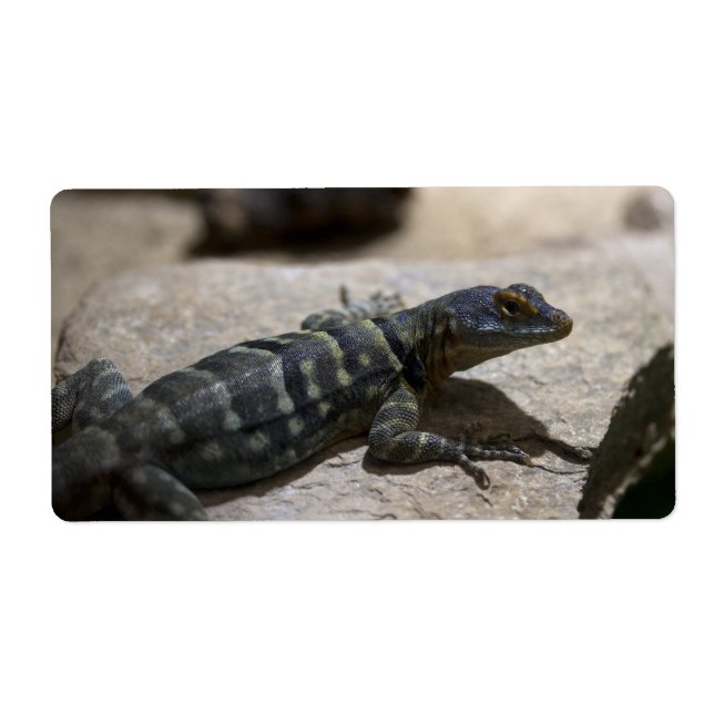 Etiqueta Petrosaurus thalassinus (Frente)