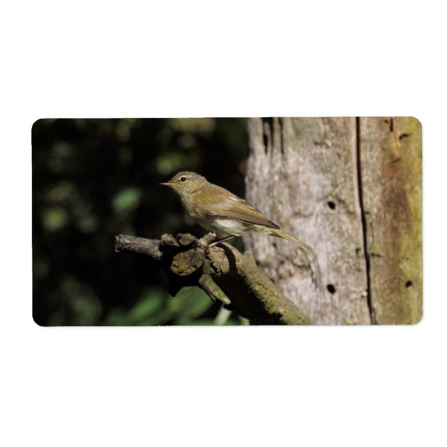 Etiqueta Phylloscopus collybita (Frente)