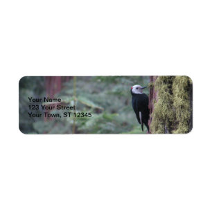 Etiqueta Pica-pau Yosemite
