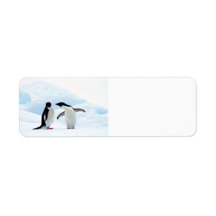 Etiqueta Pinguins Adelie