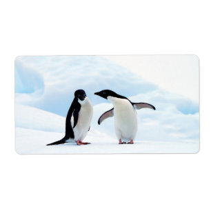 Etiqueta Pinguins Adelie