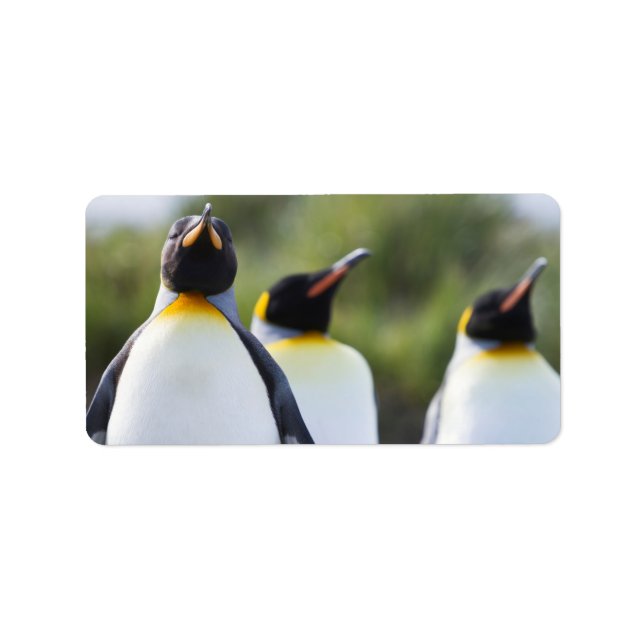 Etiqueta Pinguins-rei (Frente)