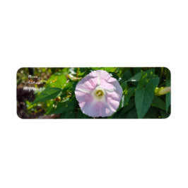 Etiqueta Plano de Fundo Suniluminado