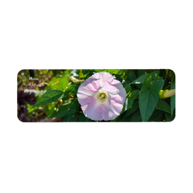 Etiqueta Plano de Fundo Suniluminado (Frente)