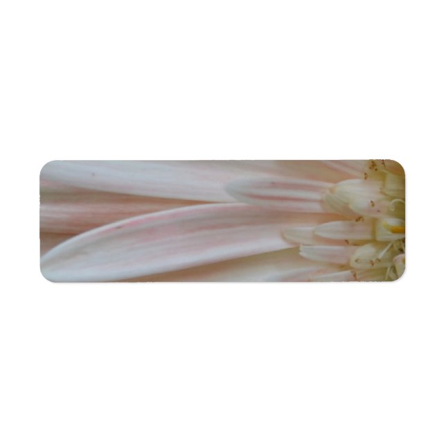 Etiqueta Planta para a Flor Cura (Frente)