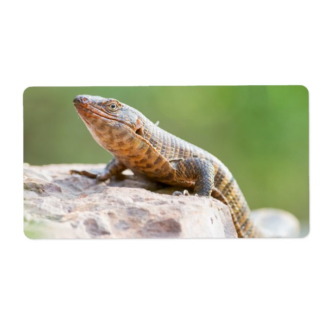 Etiqueta Plated Lizard (Frente)