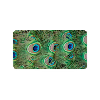 Etiqueta Plumagem de peacock