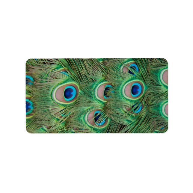 Etiqueta Plumagem de peacock (Frente)