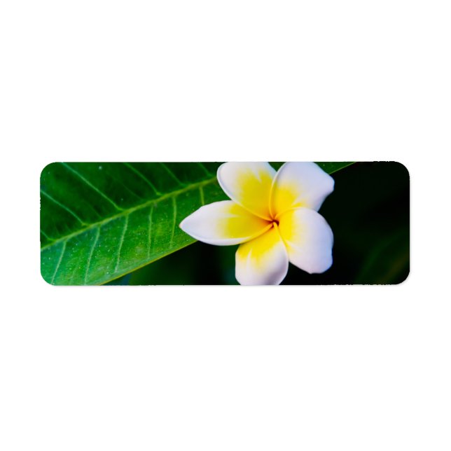 Etiqueta plumeria (Frente)