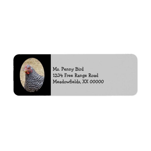 Etiqueta Plymouth Barred Rock Hen Fotografia (Frente)