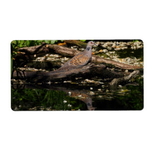 Etiqueta Pombo-tartaruga europeia