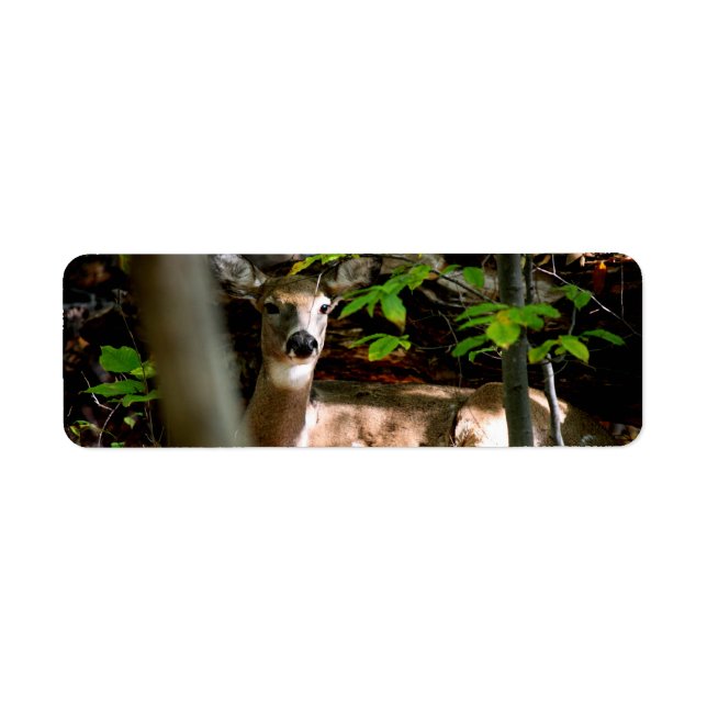 Etiqueta Porco branco da cauda (Frente)