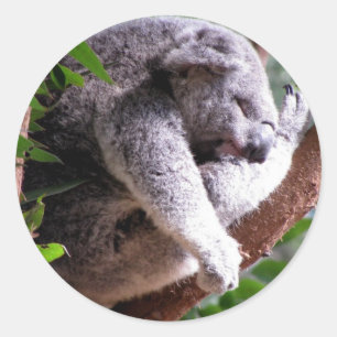 Etiqueta preguiçosa do Koala