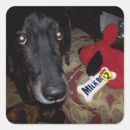 etiqueta preta de laboratório/ brinquedo para enve