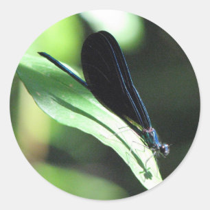 Etiqueta preta e azul do Damselfly