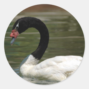 Etiqueta preto e branco da cisne