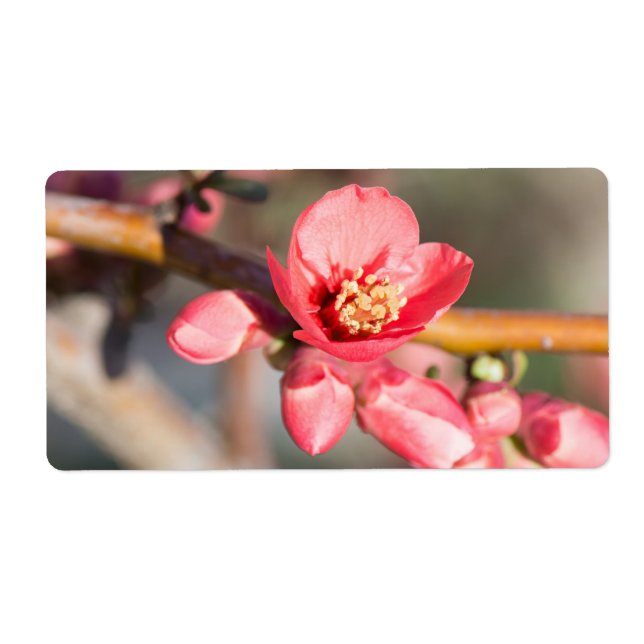 Etiqueta Primavera (Frente)