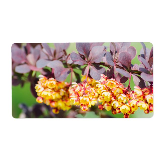 Etiqueta Primavera floresce (Frente)