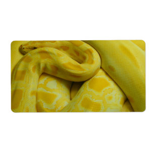 Etiqueta Python Amarelo birmanês