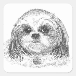 Etiqueta quadrada de Shih Tzu