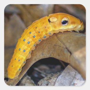 Etiqueta quadrada de Spicebush Swallowtail