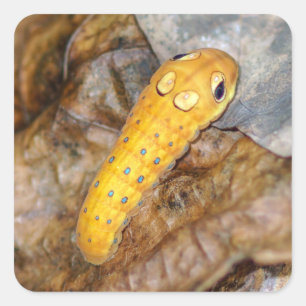 Etiqueta quadrada de Spicebush Swallowtail