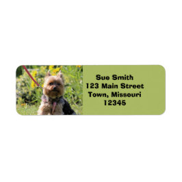 Etiqueta Querido simples