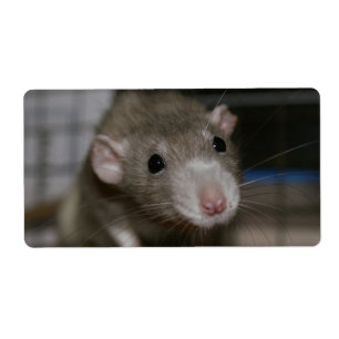 Etiqueta Rato curioso
