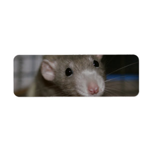 Etiqueta Rato curioso