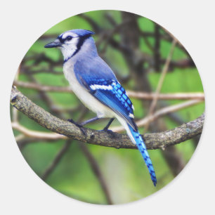 Etiqueta redonda azul de Jay