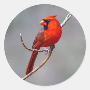 Etiqueta redonda cardinal