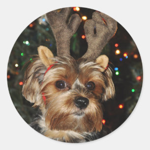 Etiqueta redonda do yorkshire terrier