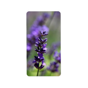 Etiqueta Retrato da lavanda