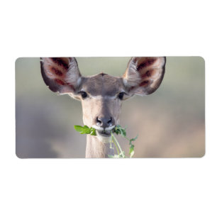 Etiqueta Retrato de Kudu