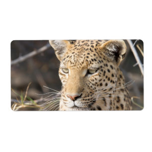 Etiqueta Retrato de leopardo