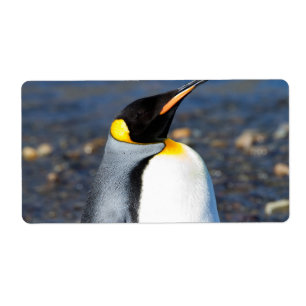 Etiqueta Retrato de pinguim