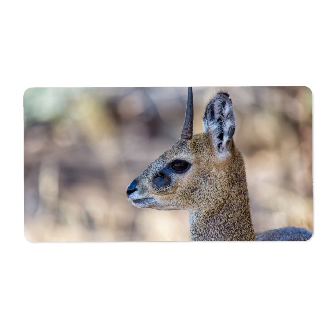 Etiqueta Retrato do Klipspringer (Frente)