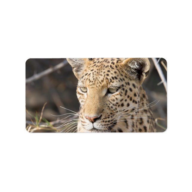 Etiqueta Retrato leopardo (Frente)