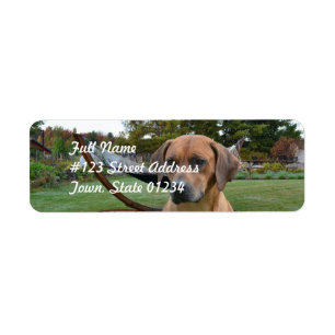 Etiqueta Rhodesian bonito Ridgeback
