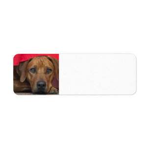 Etiqueta rhodesian-ridgeback