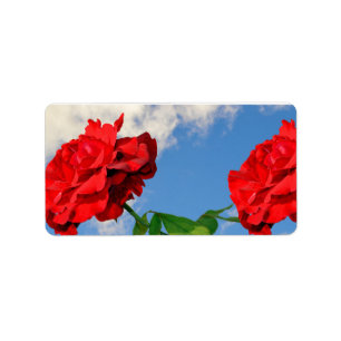 Etiqueta Rosa Don Juan com um céu azul