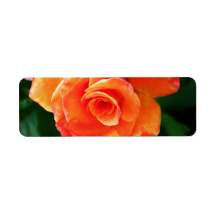 Etiqueta Rosa laranja