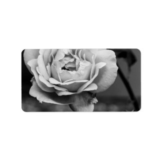 Etiqueta Rosa Romântico preto e branco