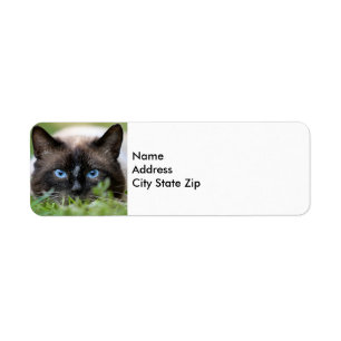 Etiqueta Rótulo de Foto para Gatos Simâmicos