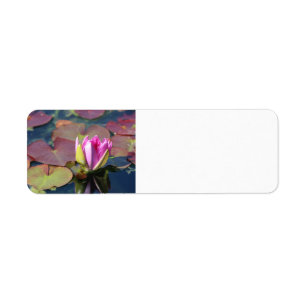 Etiqueta Rótulo Endereço de Devolução Waterlily