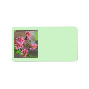 Etiqueta Rótulos de Endereço Cactus