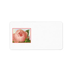 Etiqueta Rótulos de Endereço de Vintage de Rosebud Rosa