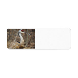 Etiqueta Rótulos de endereços Sandhill Crane