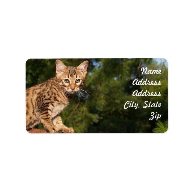 Etiqueta Savannah Cat Address Sticker (Frente)
